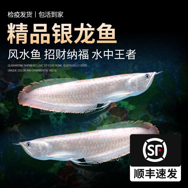 银龙鱼活体大中型热带观赏鱼鱼缸宠物淡水风水鱼发财鱼金龙鱼龙鱼
