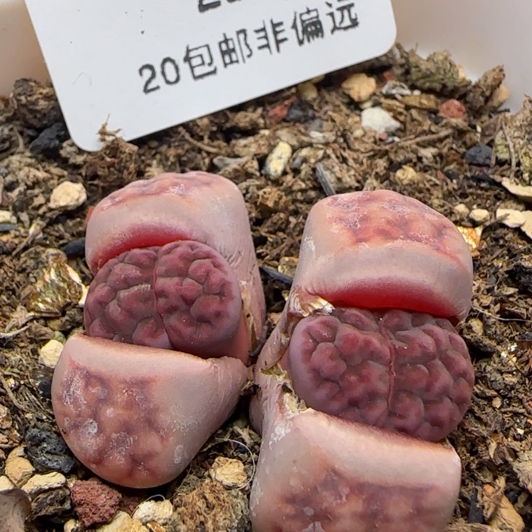 阿克塞尔玫瑰。   298