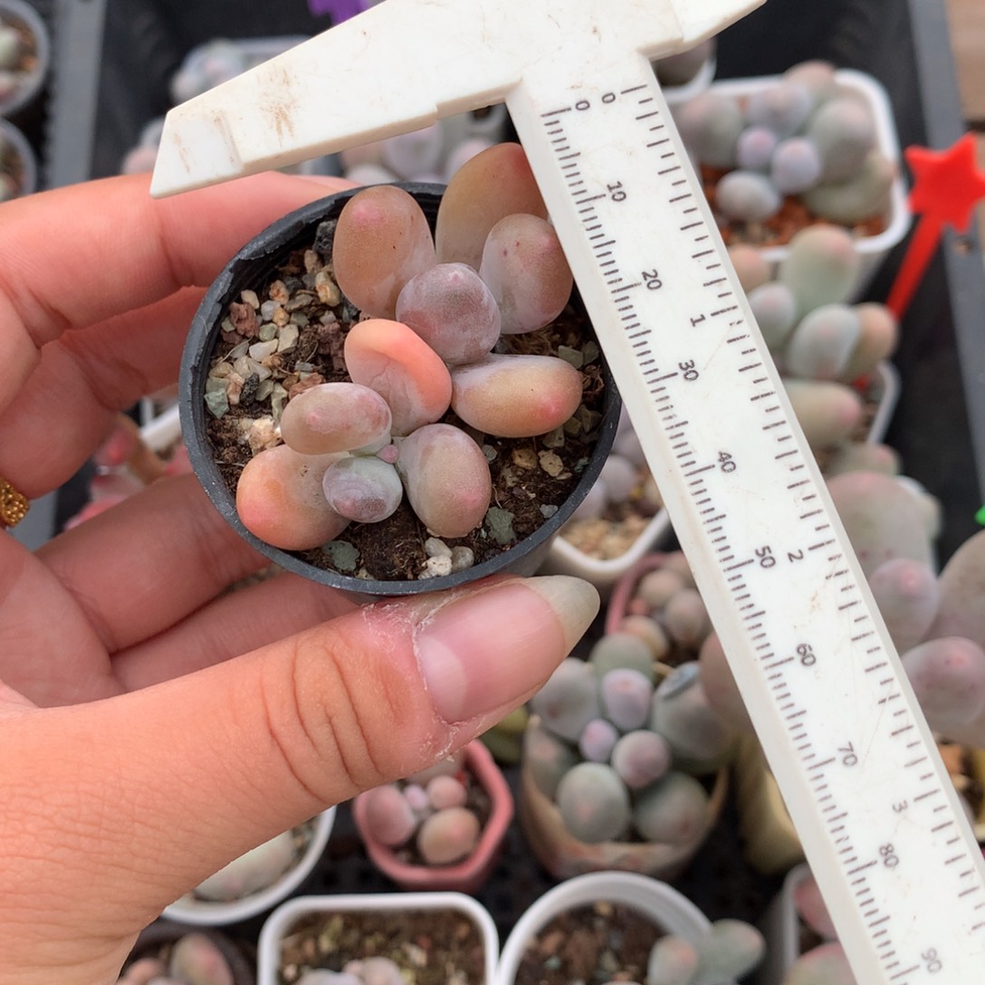 微晒蛋黄奶 不凑满28发一片叶片到付