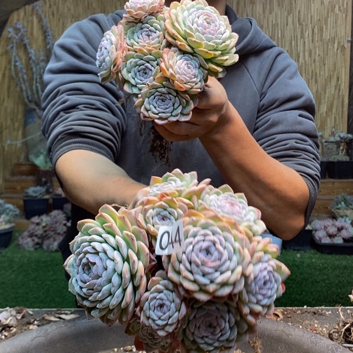 o***l49 号冰魄多肉植物