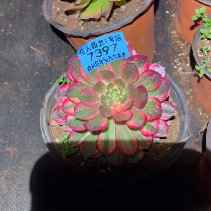 黑魔锦7397多肉植物