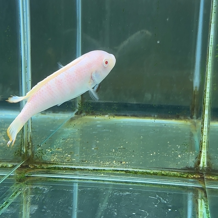 风***语海水鱼99号111111111