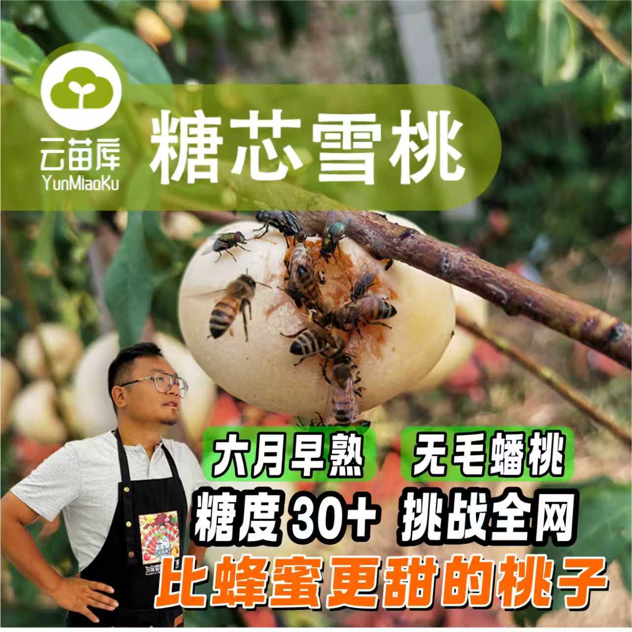 【糖芯雪桃蟠桃裸根苗】独家6月熟超甜油蟠桃皮薄核小细嫩爆汁