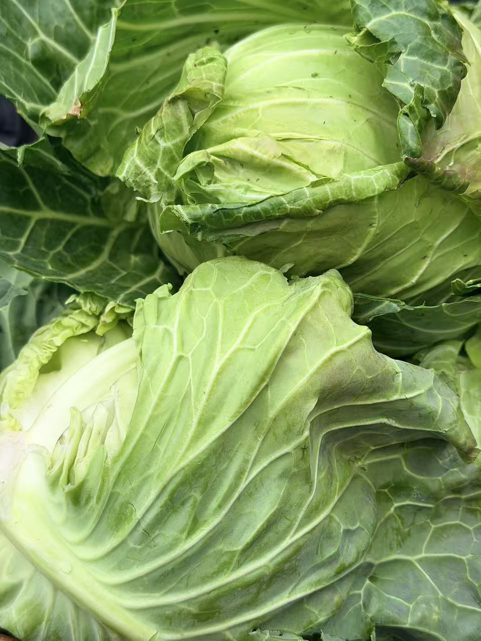 【农家牛心包菜】恩施高山应季农家自种包菜现摘现发