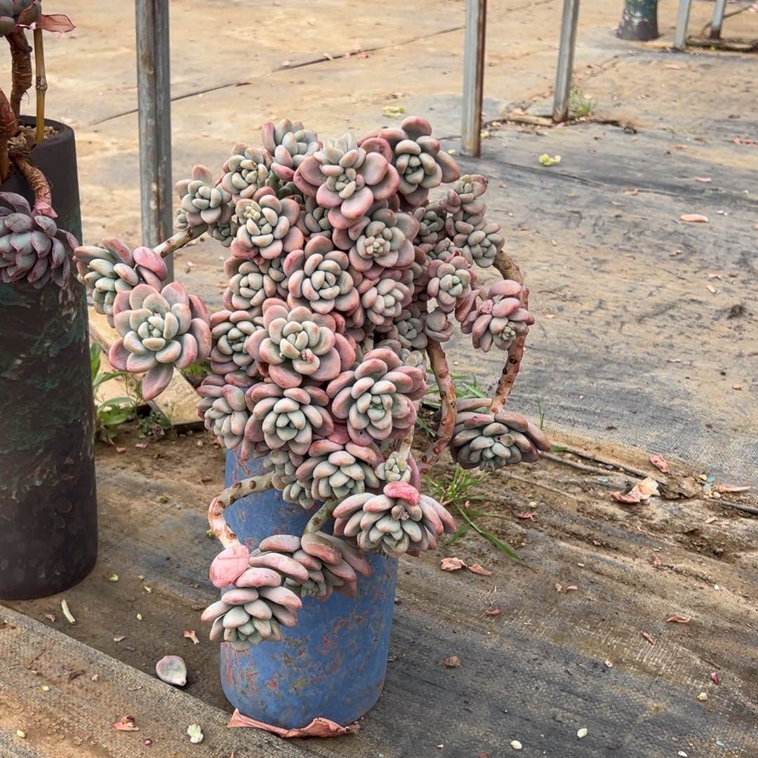 精品红洛神妖桩裸根 加快递费