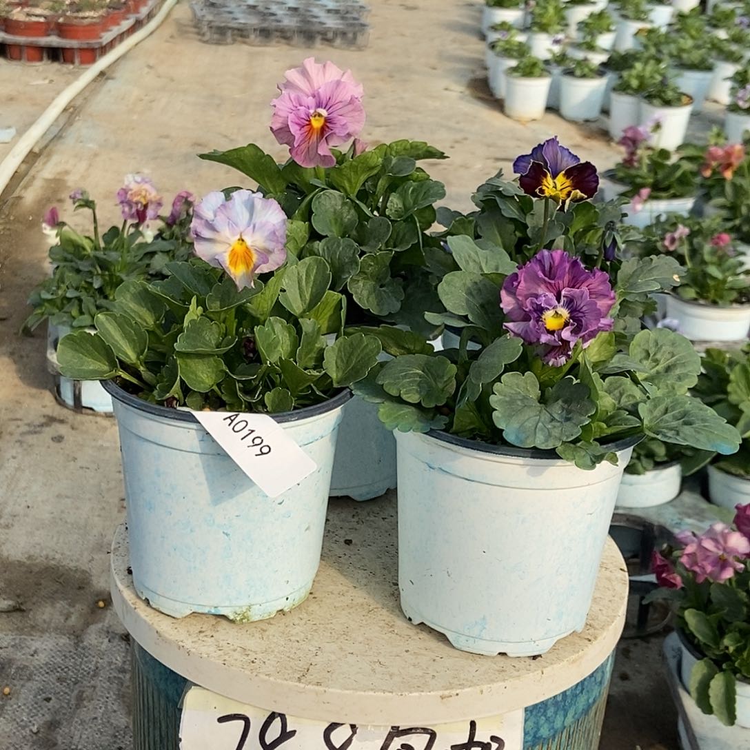 大部分花苞少量开放199