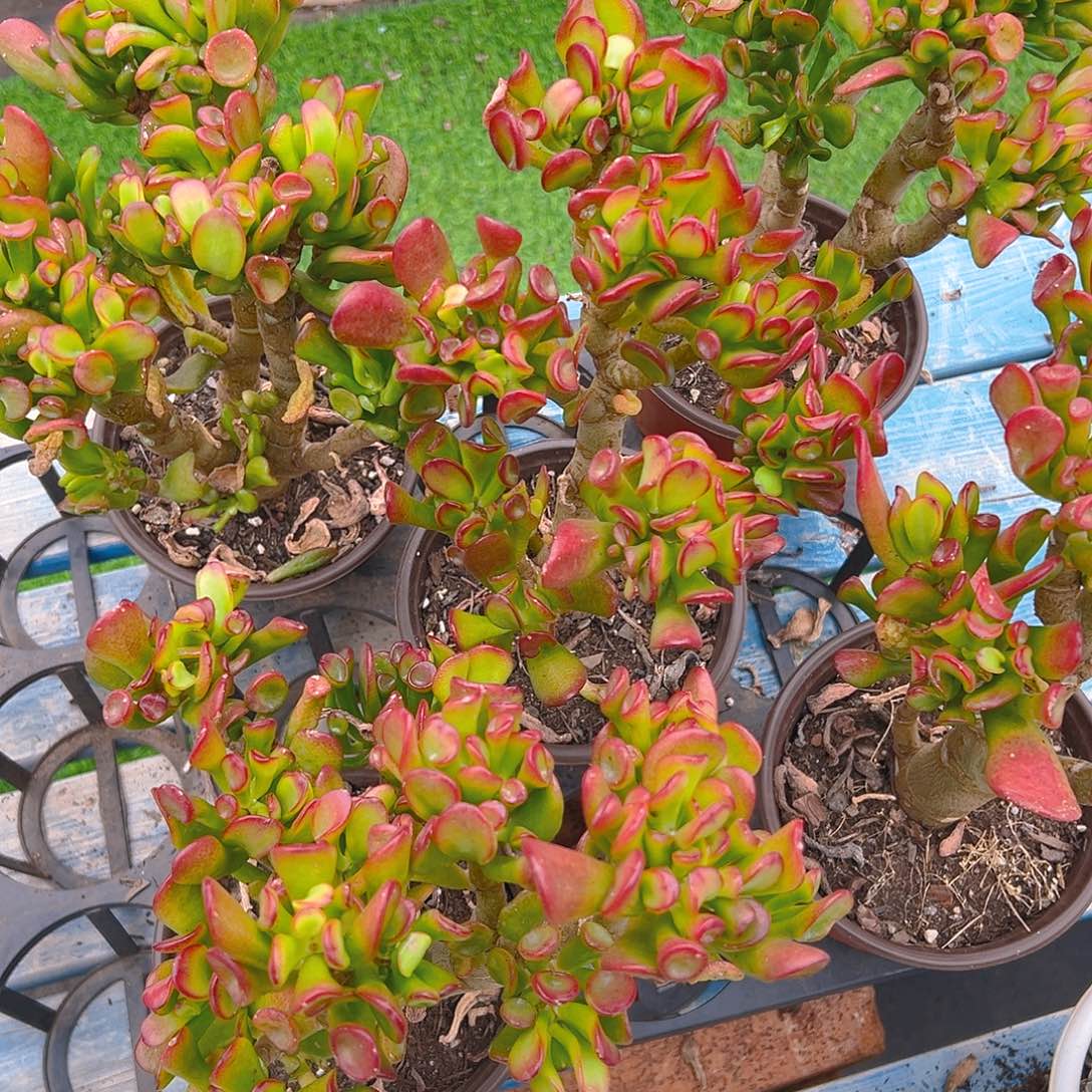 吸财树，满18包邮