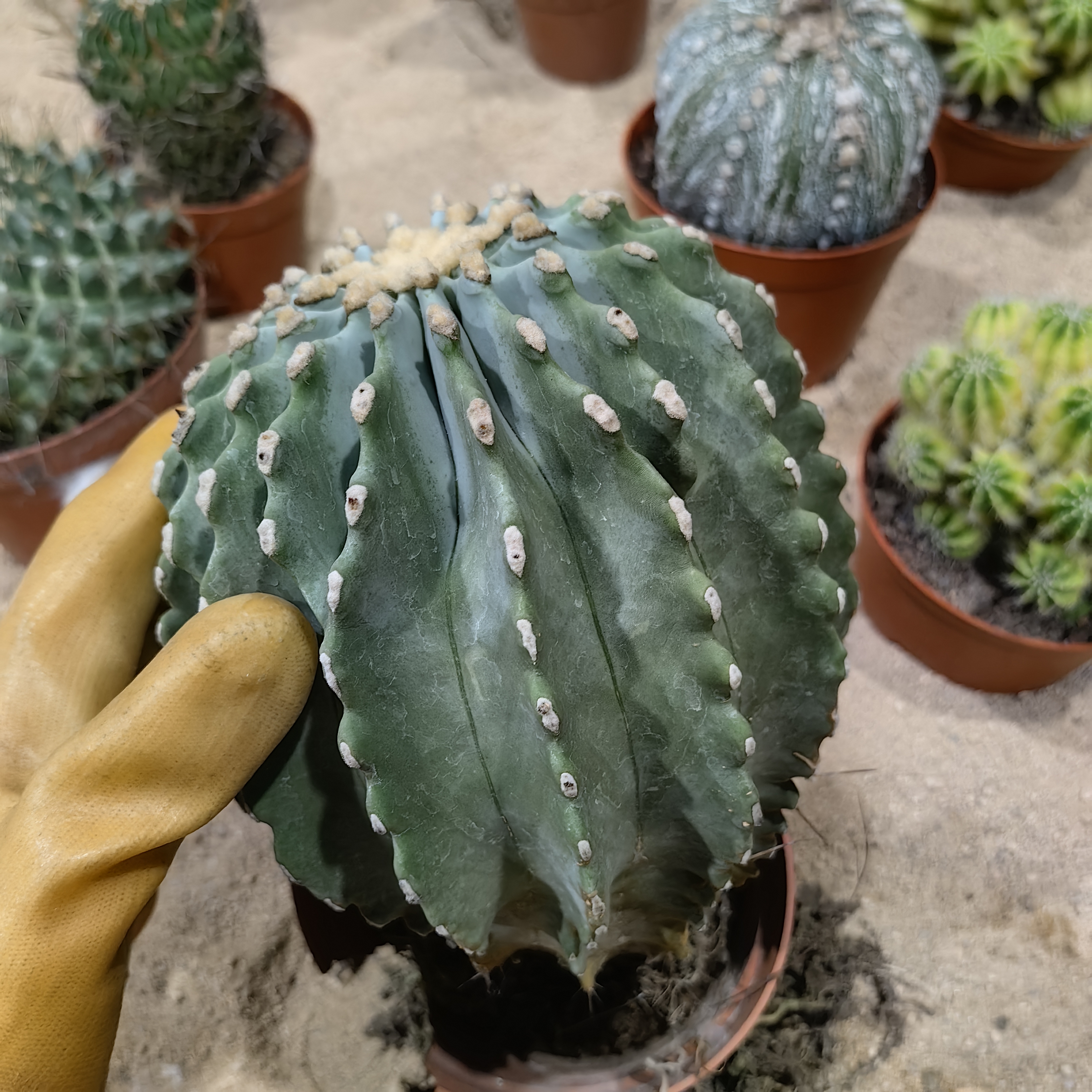 景树园艺【无刺王冠龙】