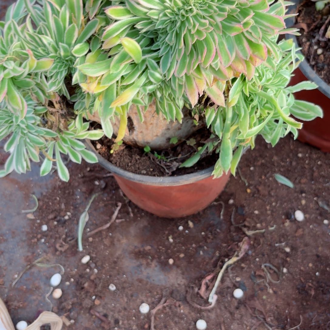 我4148 号多肉法师新年特价疤痕