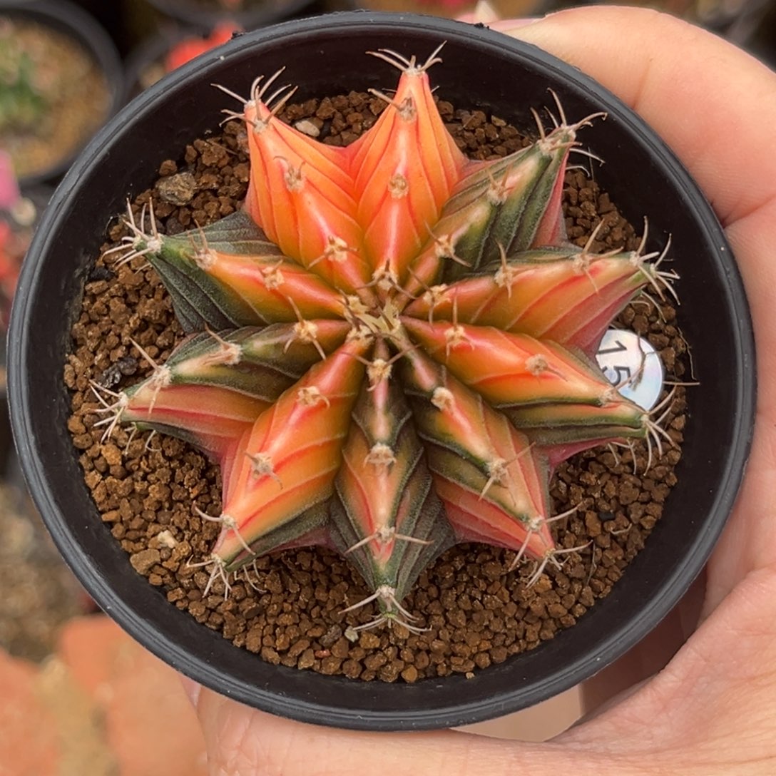 156泰系实生肋骨锦，带盆土发货