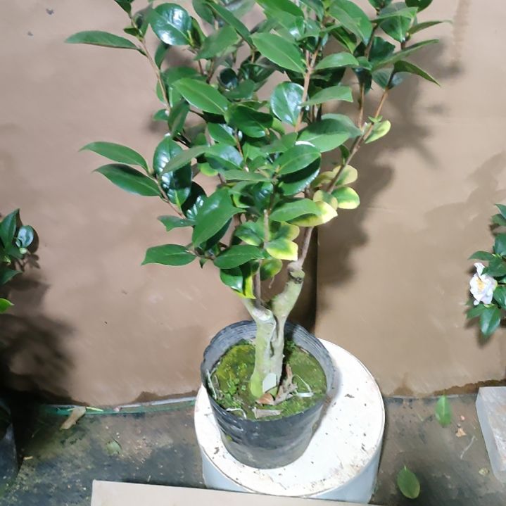 93变异黑贝 原盆原土发货 ，不包邮