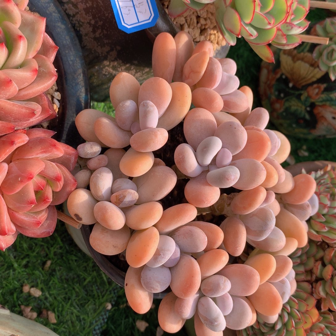 ?****?原味夏天橙雪球种好