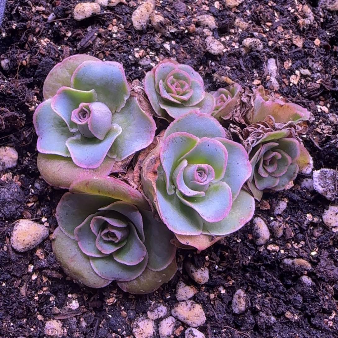 少见鱼嘴花球玫瑰5厘米121346466464