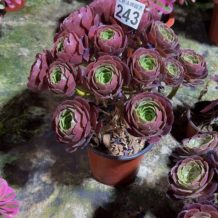 荷兰玫瑰243000000