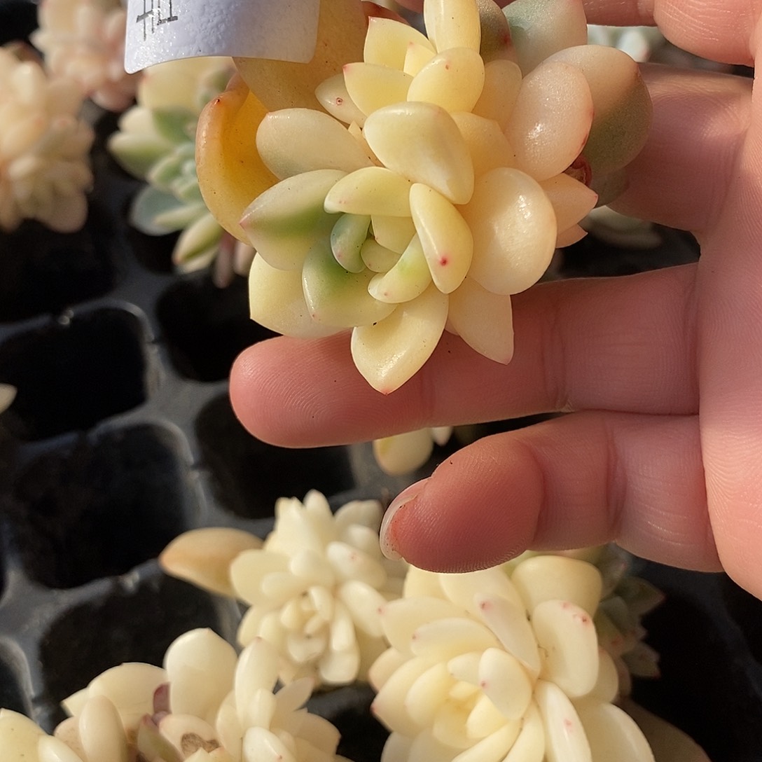 1233梦露锦多肉植物哇啦塞