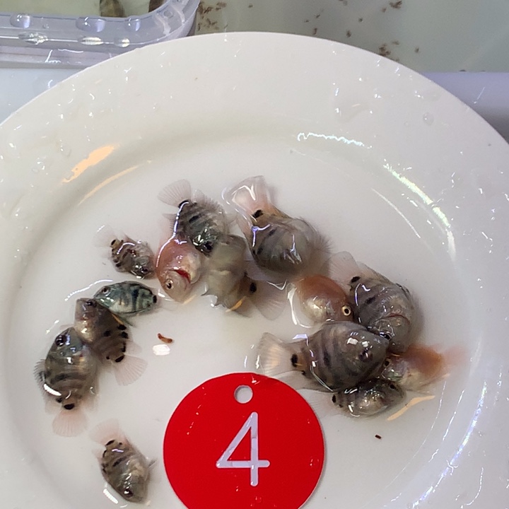 海水鱼迷你鹦鹉鱼