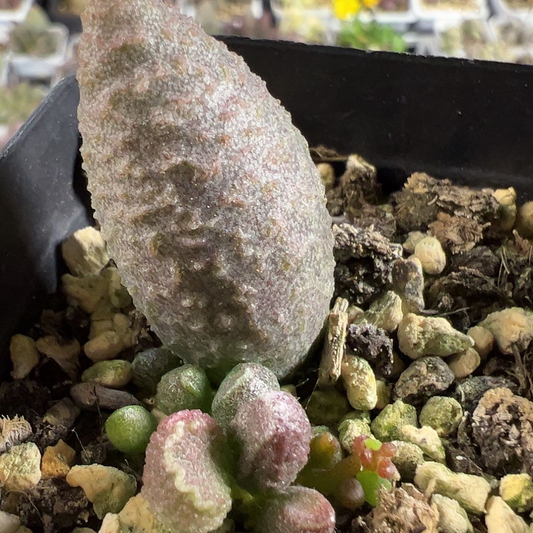 实生新品大苗多肉植物水泡