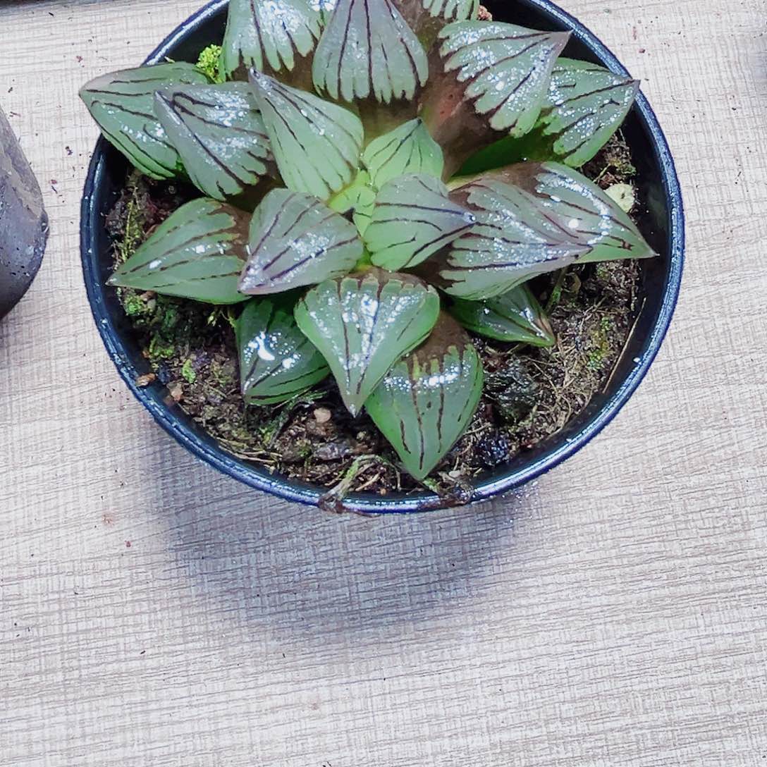 8***约西瓜寿多肉植物666