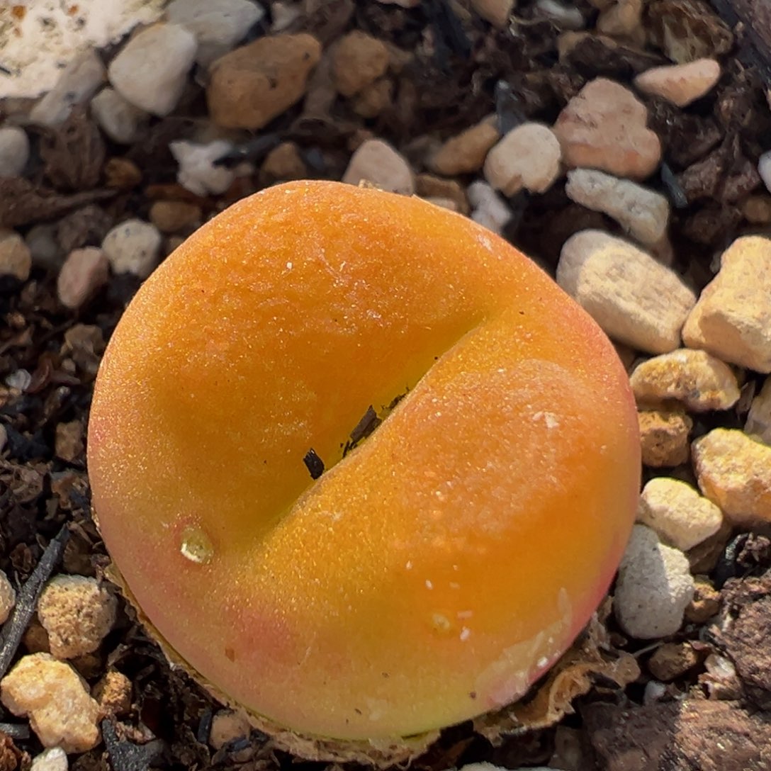 72多肉植物百科知识