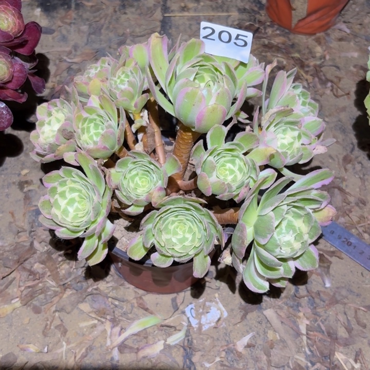 海王多肉植物不包损205