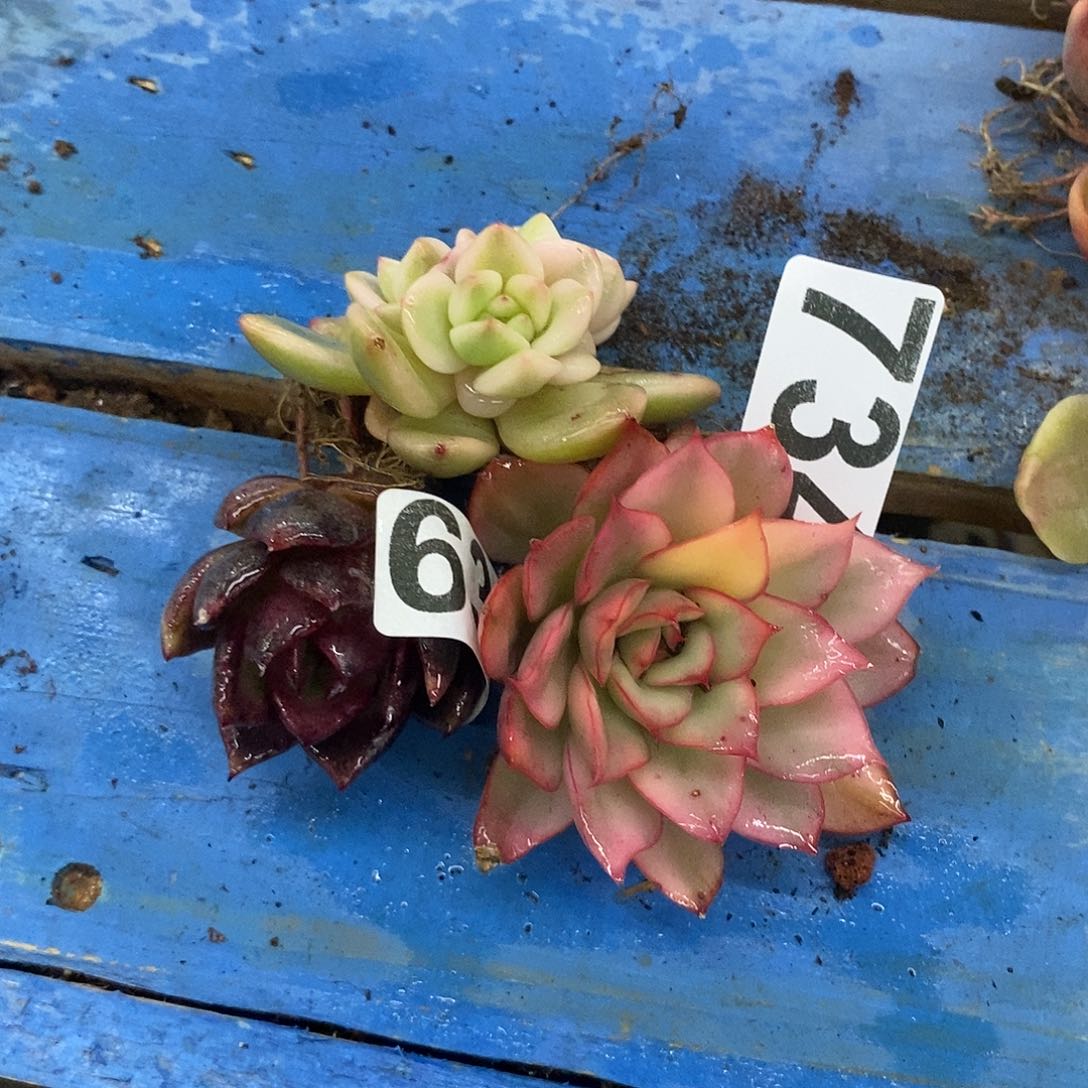 734三颗炸多肉植物哇啦塞