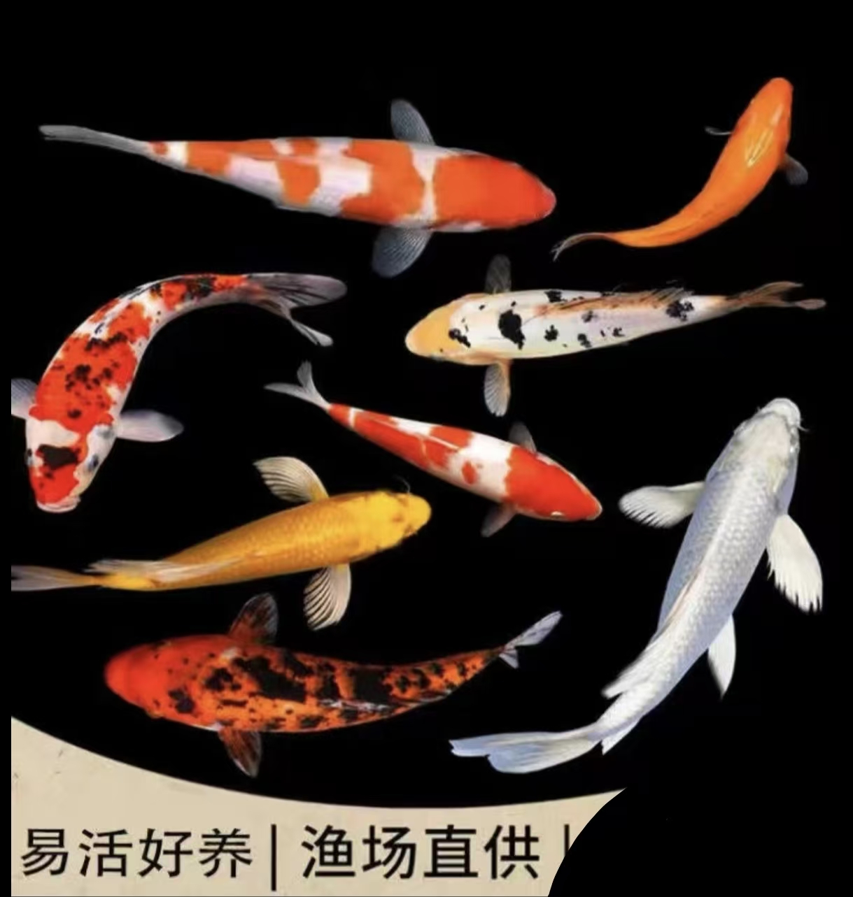 【直播间改价链接，实际以直播间为主】龙凤锦鲤