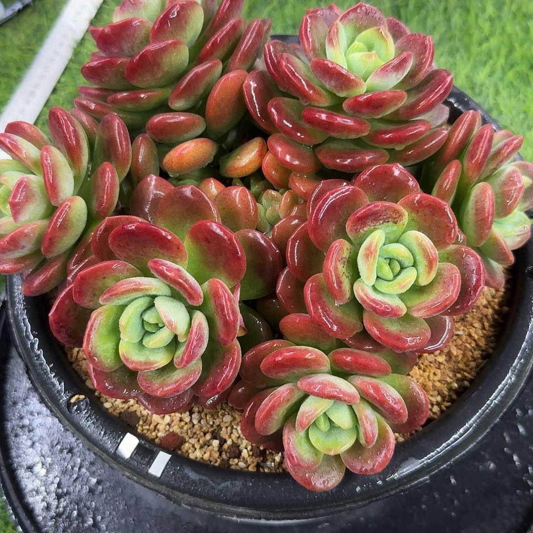 多肉植物一物一拍