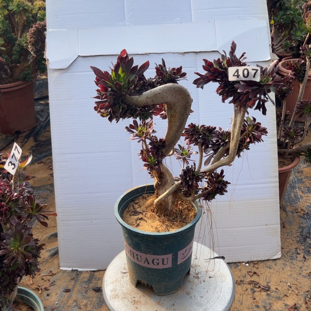 有伤黑缀407高30