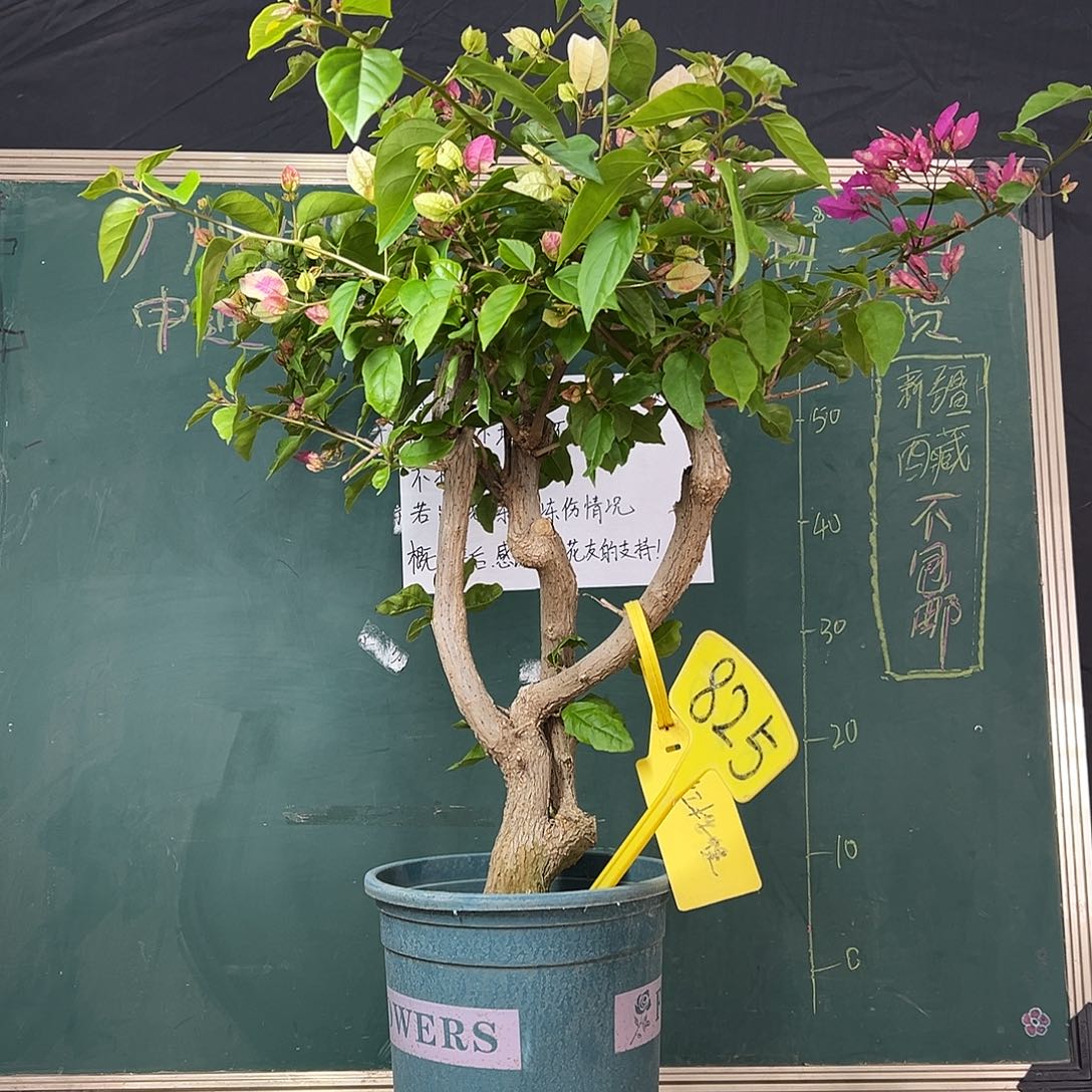 完全开放高70CM 漳红樱红樱蝶同株 原生树头825