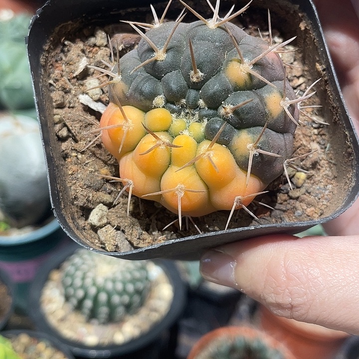 实生首殿玉锦仙人球一颗