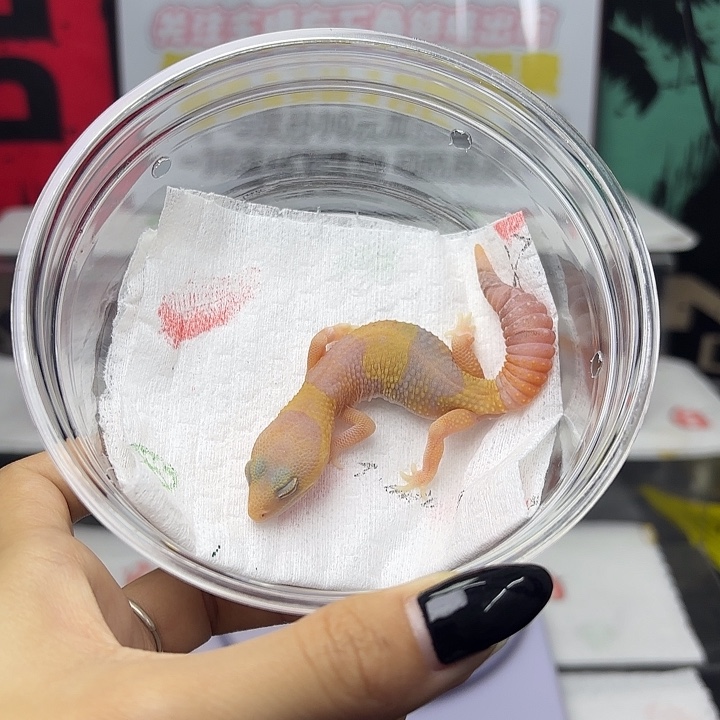 肥尾守宫橘白公 v147