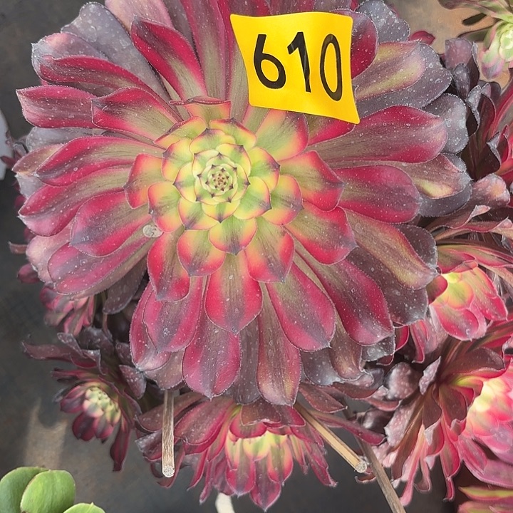 多肉植物月蝉610