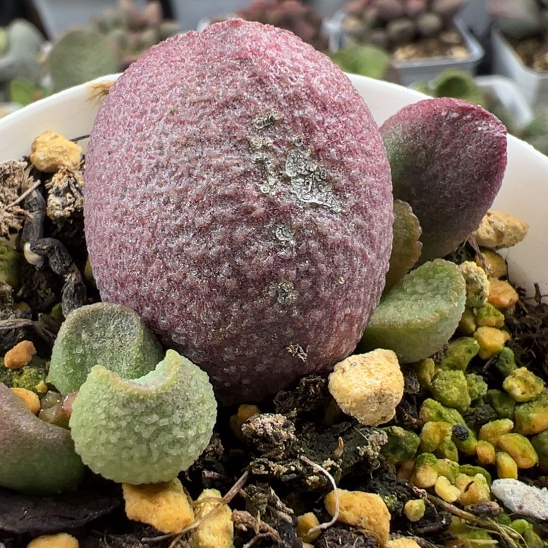 红烧肉大苗多肉植物水泡