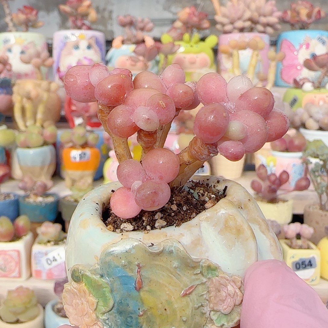 造型桃蛋 盆口2.5cm