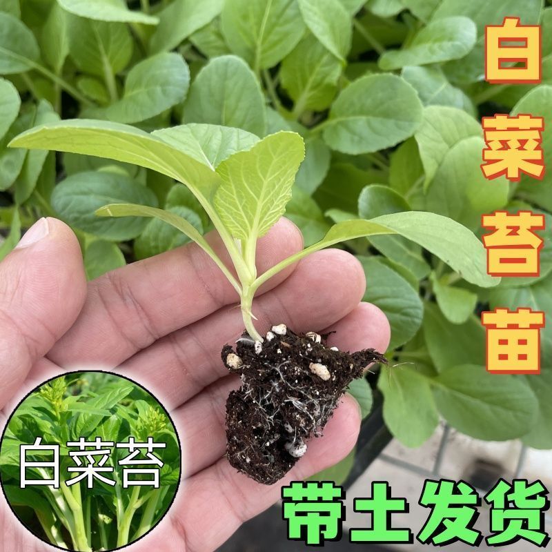 高产白菜苔苗蔬菜秧苗多茬采收白菜苔苗秧四季白菜苔秧苗带土发货