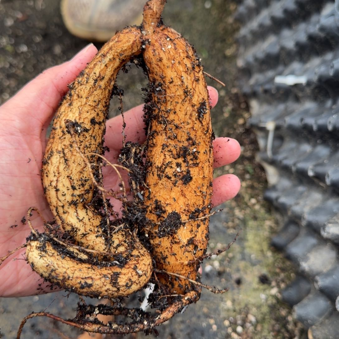 象足葡萄瓮一物一拍多肉