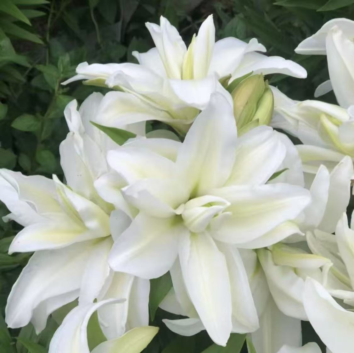 四季可种1颗 17/19【爱莎】进口重瓣香水百合花种球
