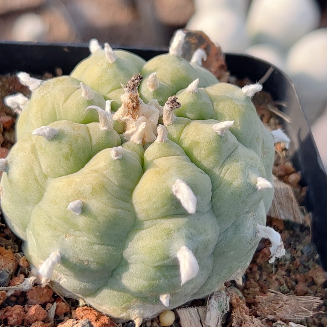 黄体肋骨乌 自根 