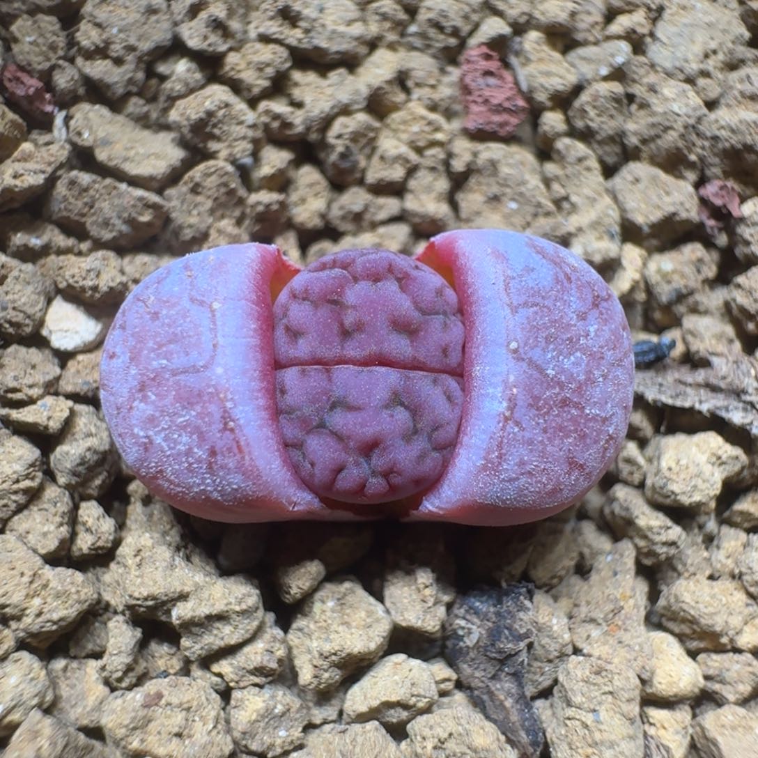 0305-27阿克塞尔玫瑰