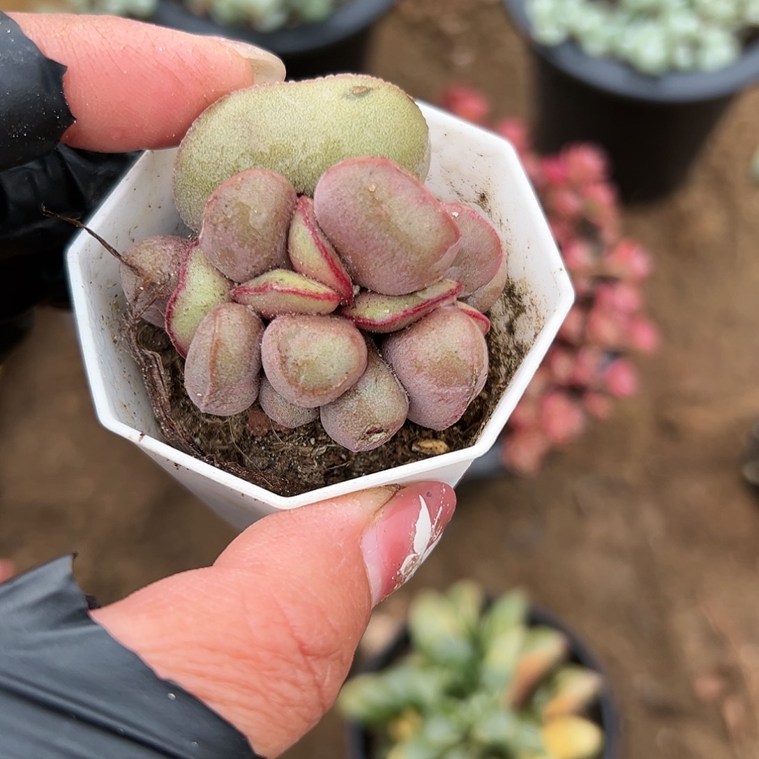 多肉植物红蛋水泡