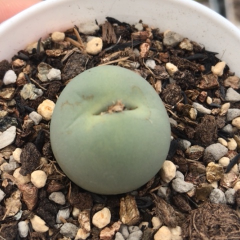 多肉肉锥 2.3Cm 鸽子蛋