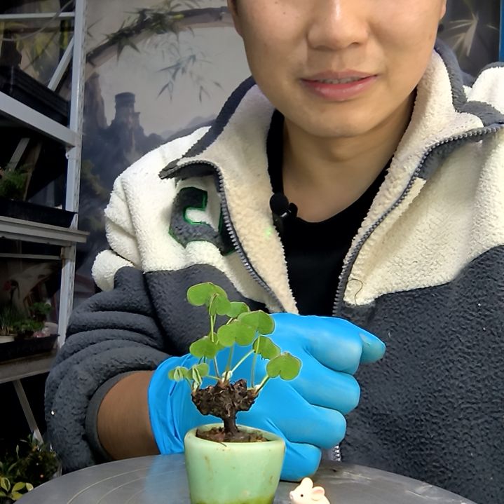 O***u中青园艺一物一拍花462