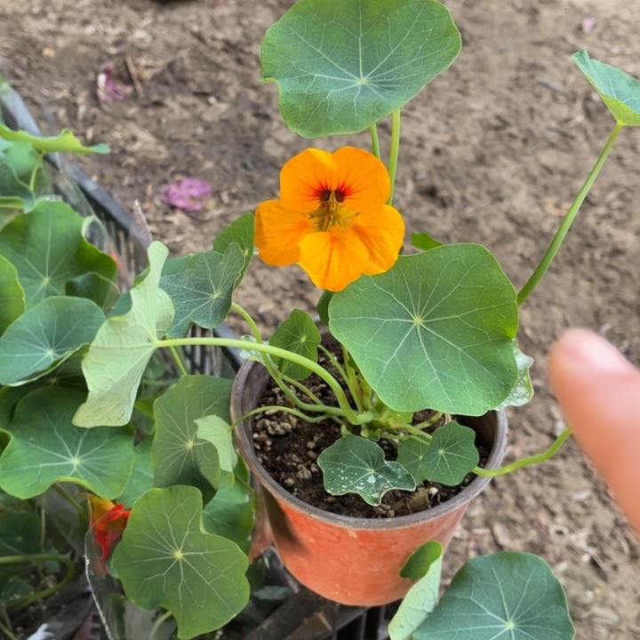 全部花苞金色旱金莲