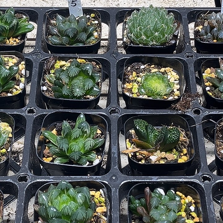 5 脱土发货8颗13.9包邮