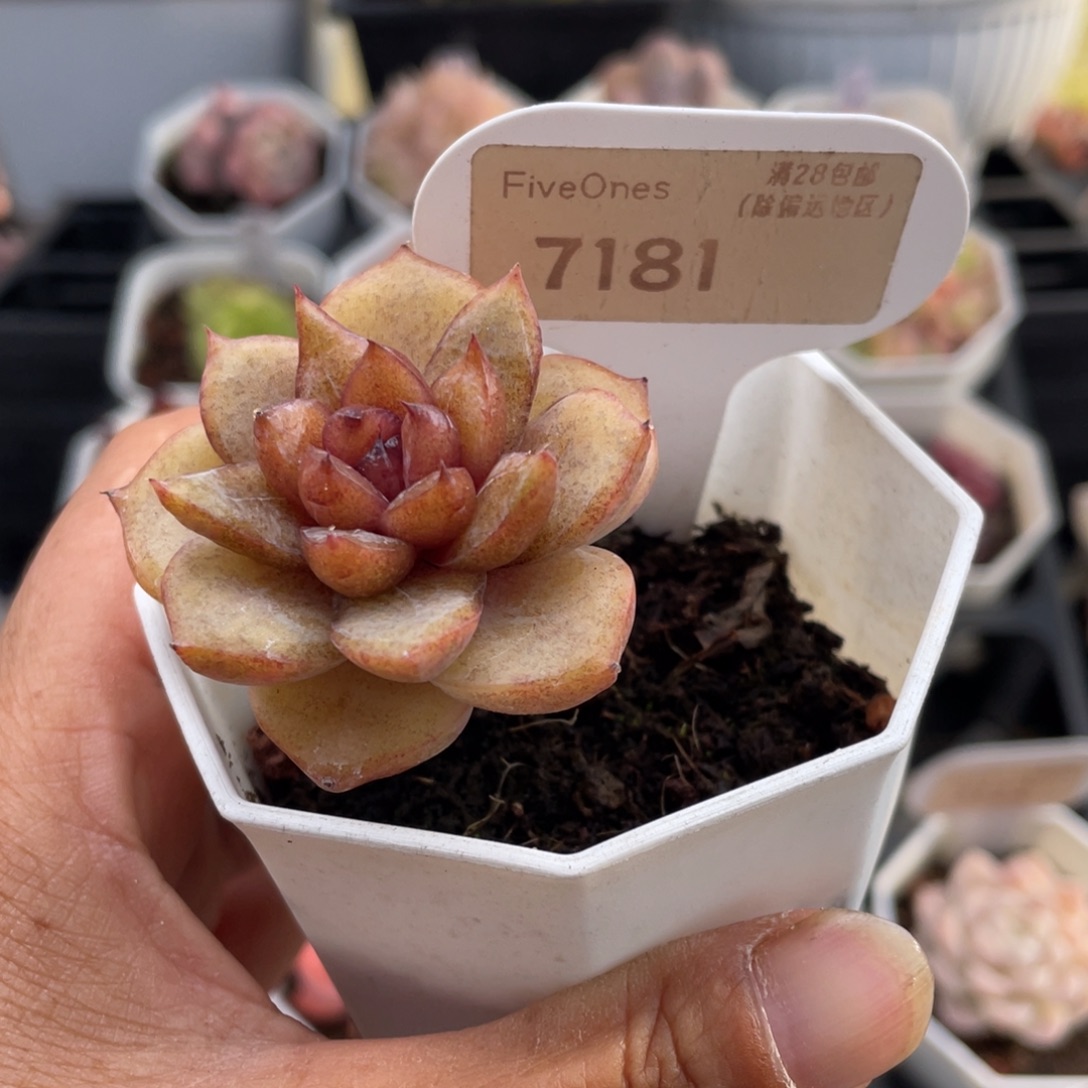 巧克力慕斯7181-4.5厘米