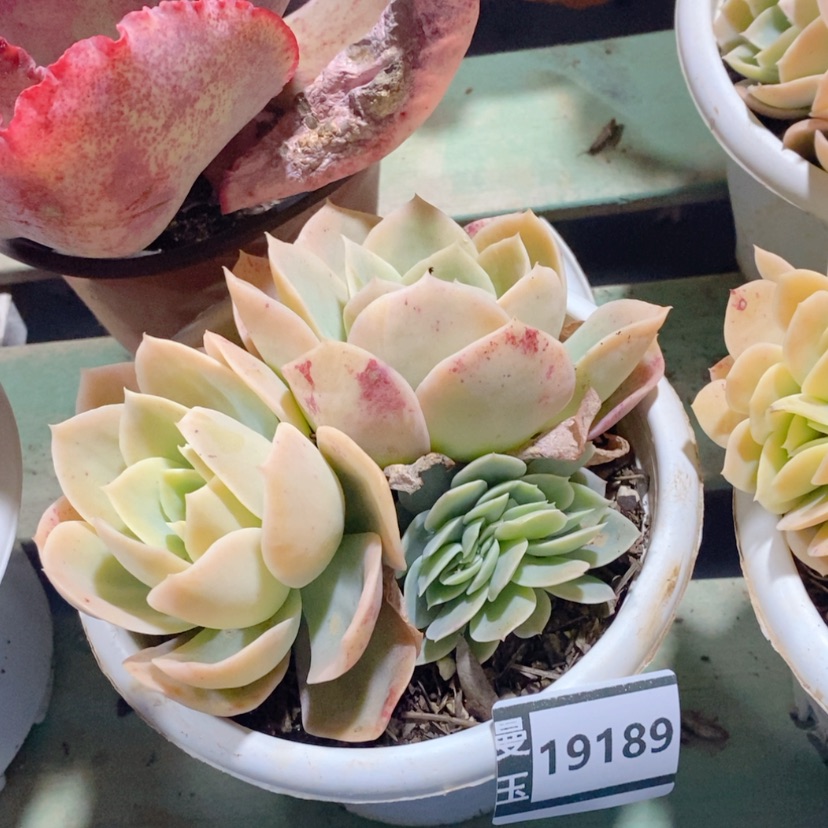 【闪购商品】星娜塔缀19189