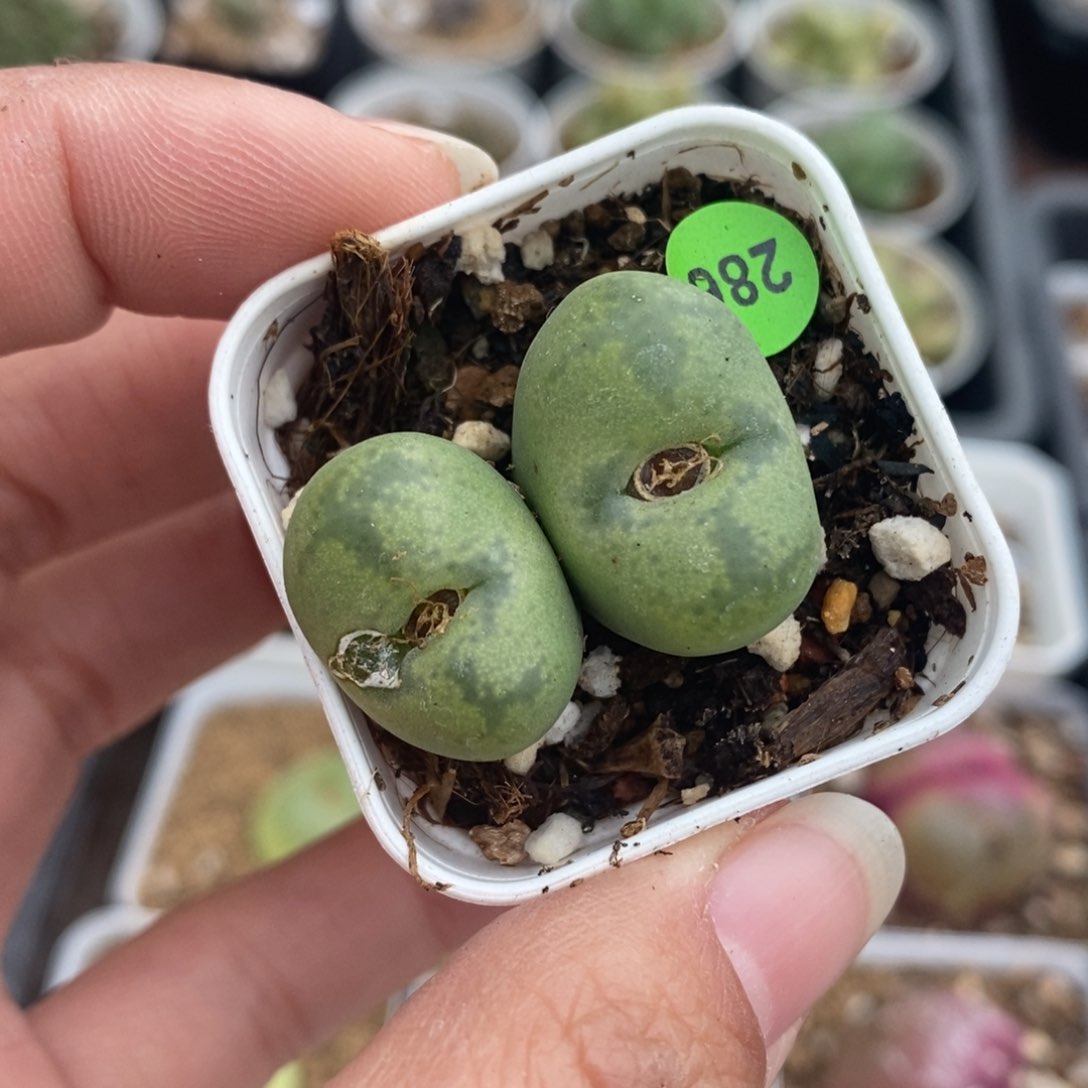 杂交2/2.2cm（多肉带盆