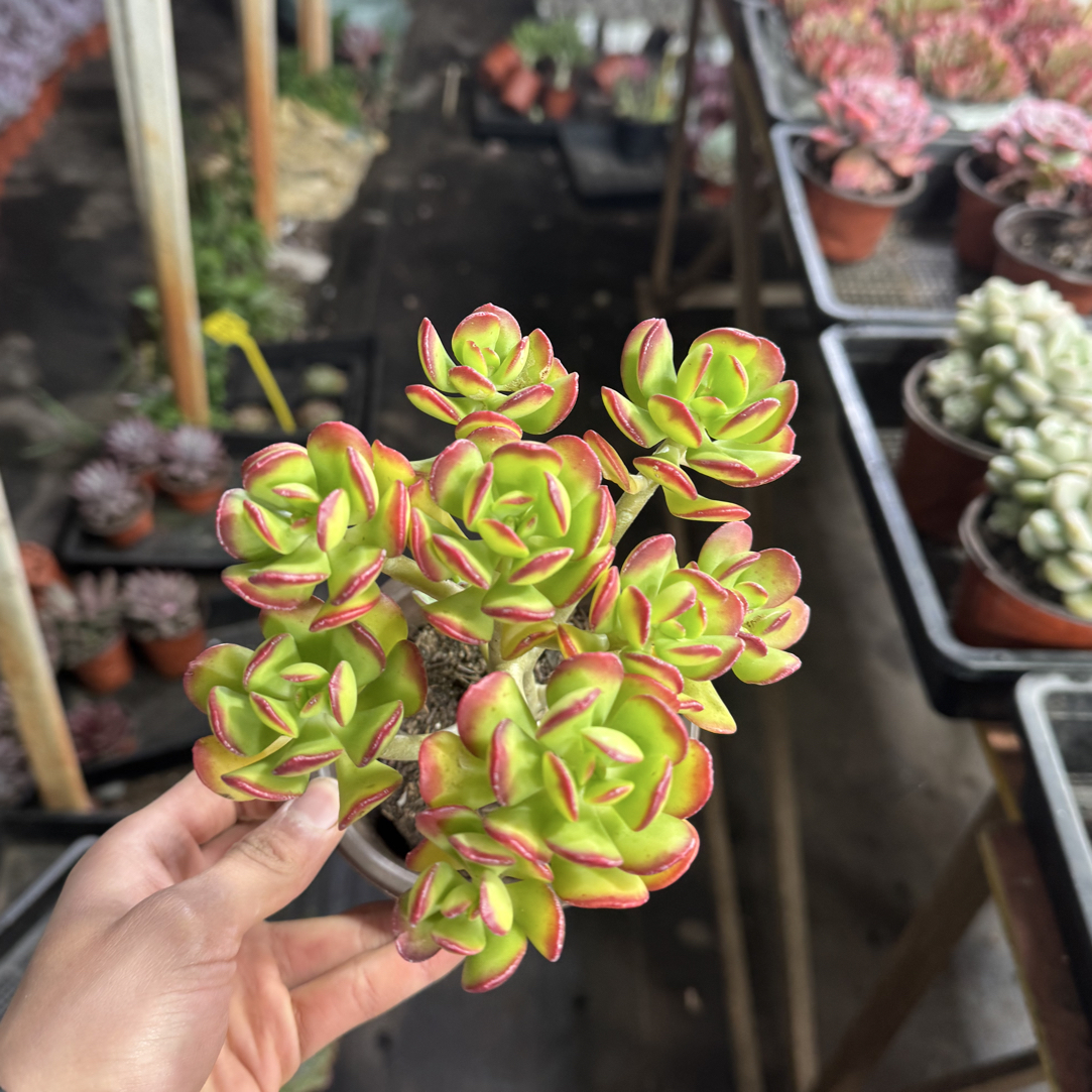  【任意两单包邮】达摩宝珠阳台办公室庭院老桩盆栽多肉植物