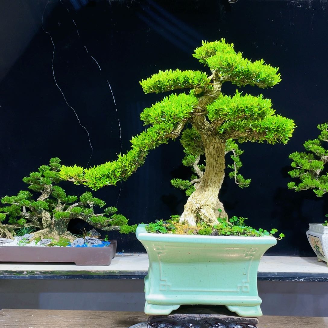 黄杨盆景四季常青