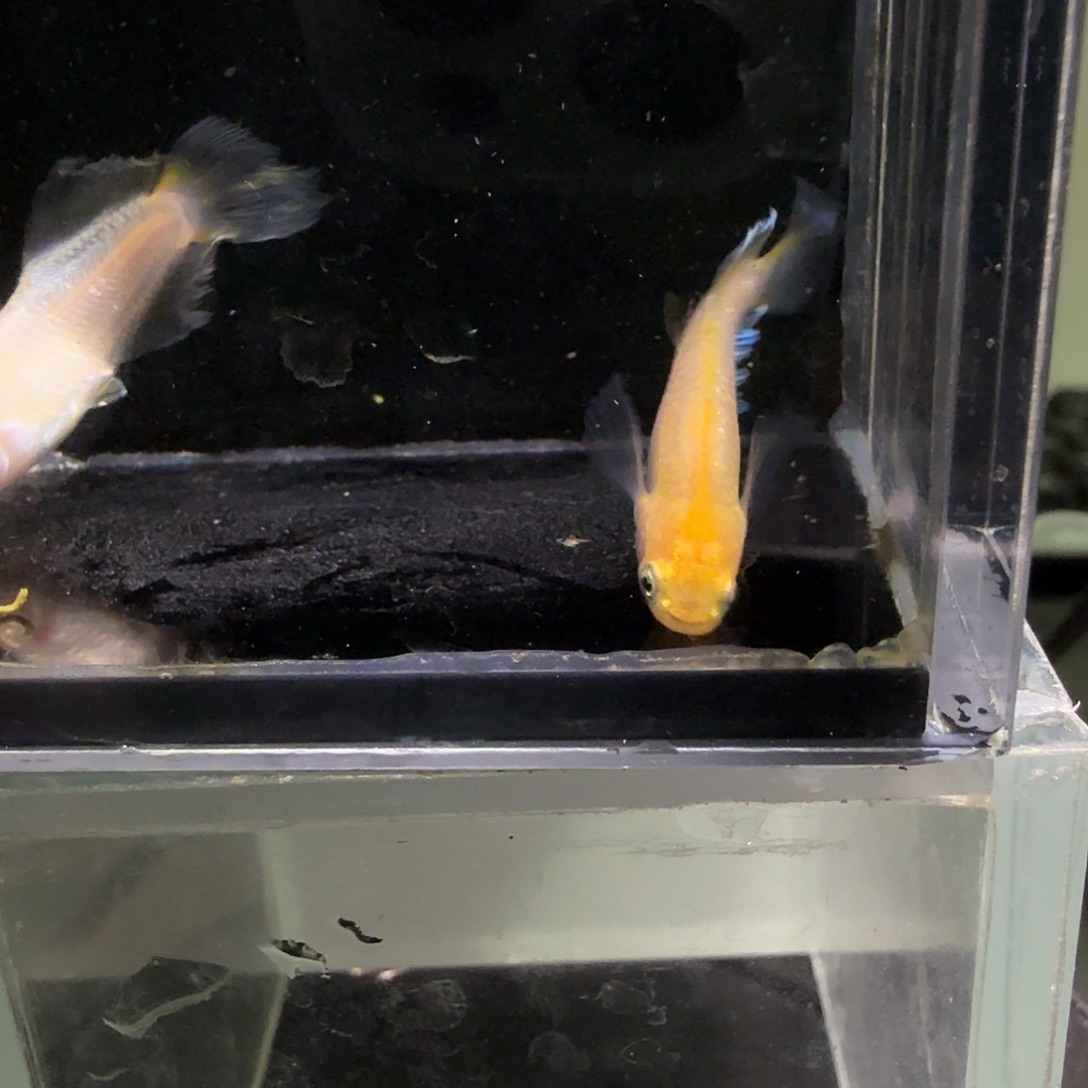 青鳉鱼一物一拍521